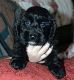 Cockapoo Puppies for sale in West Alexandria, OH 45381, USA. price: NA