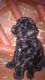 Cockapoo Puppies for sale in Hartford, CT 06120, USA. price: $600