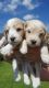 Cockapoo Puppies for sale in New Bedford, MA, USA. price: NA