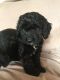 Cockapoo Puppies for sale in Tampa, FL, USA. price: NA
