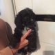 Cockapoo Puppies for sale in Houston, TX, USA. price: NA