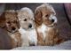 Cockapoo Puppies for sale in NEW New Paltz Plaza, New Paltz, NY 12561, USA. price: NA