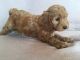 Cockapoo Puppies for sale in Belews Creek, NC 27009, USA. price: NA