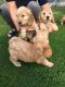 Cockapoo Puppies for sale in California City, CA, USA. price: NA
