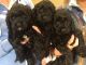Cockapoo Puppies for sale in Chicago, IL, USA. price: NA