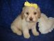 Cockapoo Puppies for sale in Texas St, San Francisco, CA 94107, USA. price: NA