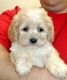 Cockapoo Puppies for sale in New York County, New York, NY, USA. price: NA