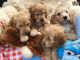 Cockapoo Puppies for sale in NJ-17, Paramus, NJ 07652, USA. price: $400
