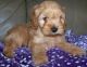 Cockapoo Puppies for sale in Texas St, San Francisco, CA 94107, USA. price: NA