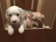 Cockapoo Puppies for sale in Atlanta, GA 30384, USA. price: NA