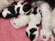 Cockapoo Puppies for sale in Indio, CA, USA. price: $960