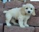 Cockapoo Puppies for sale in Hebron, ND 58638, USA. price: NA