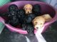 Cockapoo Puppies for sale in Salt Lake City, UT, USA. price: NA