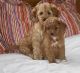Cockapoo Puppies for sale in Torrance, CA, USA. price: NA