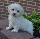 Cockapoo Puppies for sale in Asheville, NC, USA. price: NA