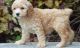 Cockapoo Puppies for sale in Bangor, PA 18013, USA. price: NA