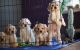 Cockapoo Puppies for sale in Manassas, VA, USA. price: NA