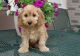 Cockapoo Puppies for sale in New Haven, CT, USA. price: $600