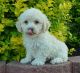 Cockapoo Puppies for sale in Clarkedale, AR, USA. price: $600