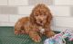 Cockapoo Puppies for sale in Houston, MS 38851, USA. price: $500