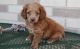 Cockapoo Puppies for sale in Kenduskeag, ME 04450, USA. price: NA