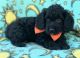 Cockapoo Puppies for sale in Cleveland, TX, USA. price: NA