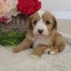 Cockapoo Puppies for sale in Canton, OH, USA. price: NA