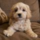 Cockapoo Puppies for sale in Beverly Hills, CA, USA. price: NA
