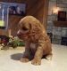 Cockapoo Puppies for sale in 141 N Jackson Ave, San Jose, CA 95116, USA. price: $550