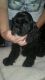 Cockapoo Puppies for sale in Ontario St, Kingston, ON, Canada. price: NA