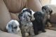 Cockapoo Puppies for sale in Baton Rouge, LA, USA. price: NA