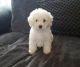 Cockapoo Puppies for sale in Columbia, SC, USA. price: NA