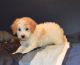 Cockapoo Puppies for sale in Celina, OH 45822, USA. price: $600