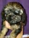 Cockapoo Puppies for sale in Golden Valley, AZ 86413, USA. price: $800