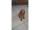 Cockapoo Puppies for sale in California State Route 2, Los Angeles, CA, USA. price: NA