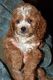 Cockapoo Puppies for sale in West Alexandria, OH 45381, USA. price: NA