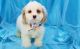 Cockapoo Puppies for sale in Yazoo City, MS 39194, USA. price: $500