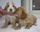 Cockapoo Puppies for sale in Los Andes St, Lake Forest, CA 92630, USA. price: NA