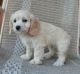 Cockapoo Puppies for sale in St Clair, MI 48079, USA. price: $500