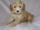 Cockapoo Puppies for sale in Galliano, LA 70354, USA. price: $500