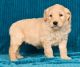Cockapoo Puppies for sale in Las Vegas Trail, Fort Worth, TX, USA. price: NA