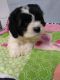 Cockapoo Puppies for sale in Los Angeles, CA, USA. price: NA