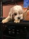 Cockapoo Puppies for sale in Merrillville, IN, USA. price: NA