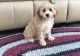 Cockapoo Puppies for sale in Pewaukee, WI, USA. price: NA