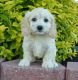 Cockapoo Puppies for sale in Cheyenne, WY, USA. price: NA