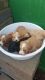 Cockapoo Puppies for sale in Texas City, TX, USA. price: NA