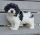 Cockapoo Puppies for sale in Wilmar, AR 71675, USA. price: $500