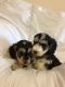 Cockapoo Puppies for sale in Victoria, TX, USA. price: NA