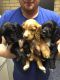 Cockapoo Puppies for sale in Mapaville, MO 63050, USA. price: $450