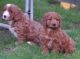 Cockapoo Puppies for sale in Mapaville, MO 63050, USA. price: $550